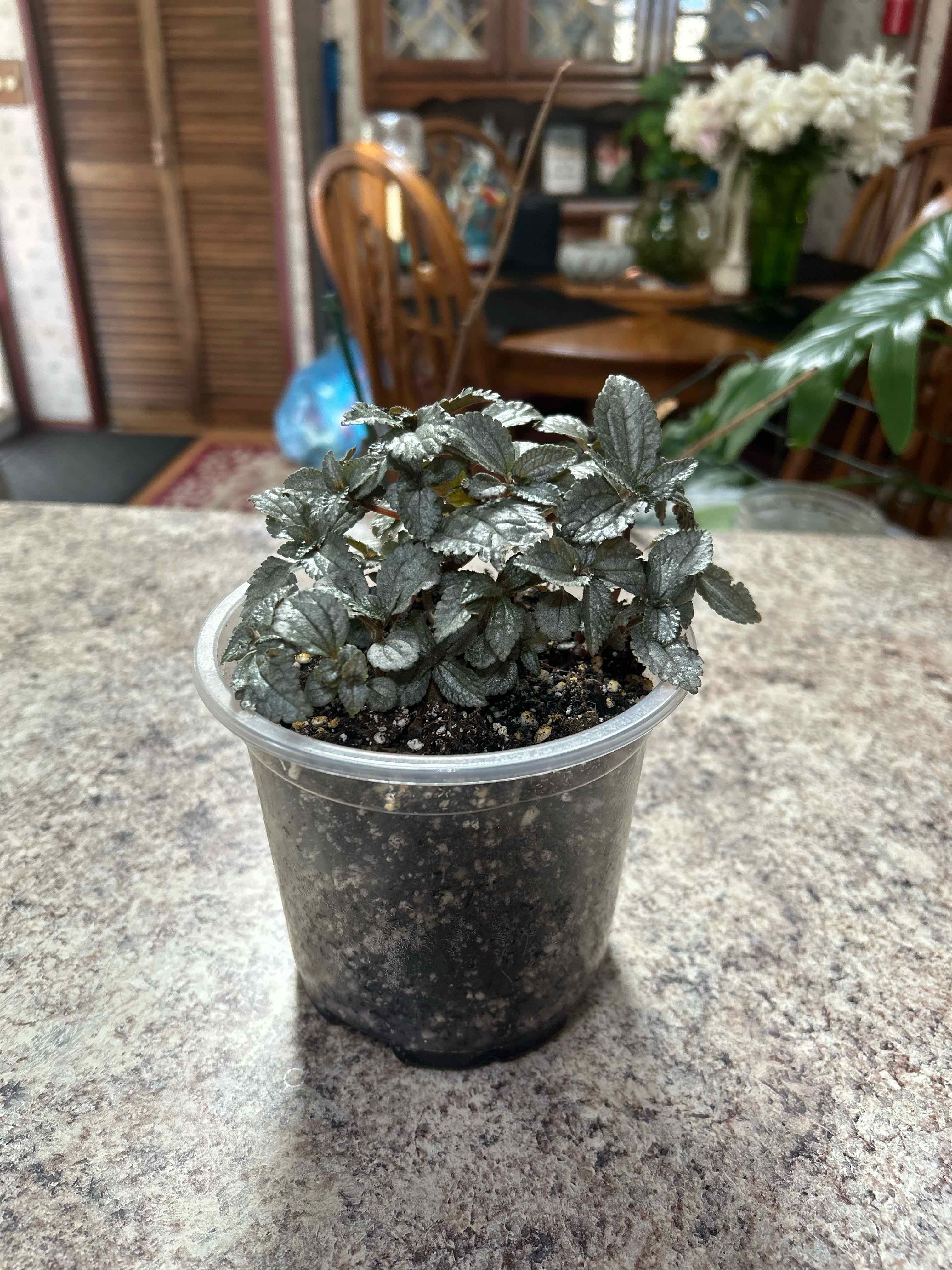 Photo of the plant species Moon Valley by @WhizNeem3 named Wall-E on Greg, the plant care app
