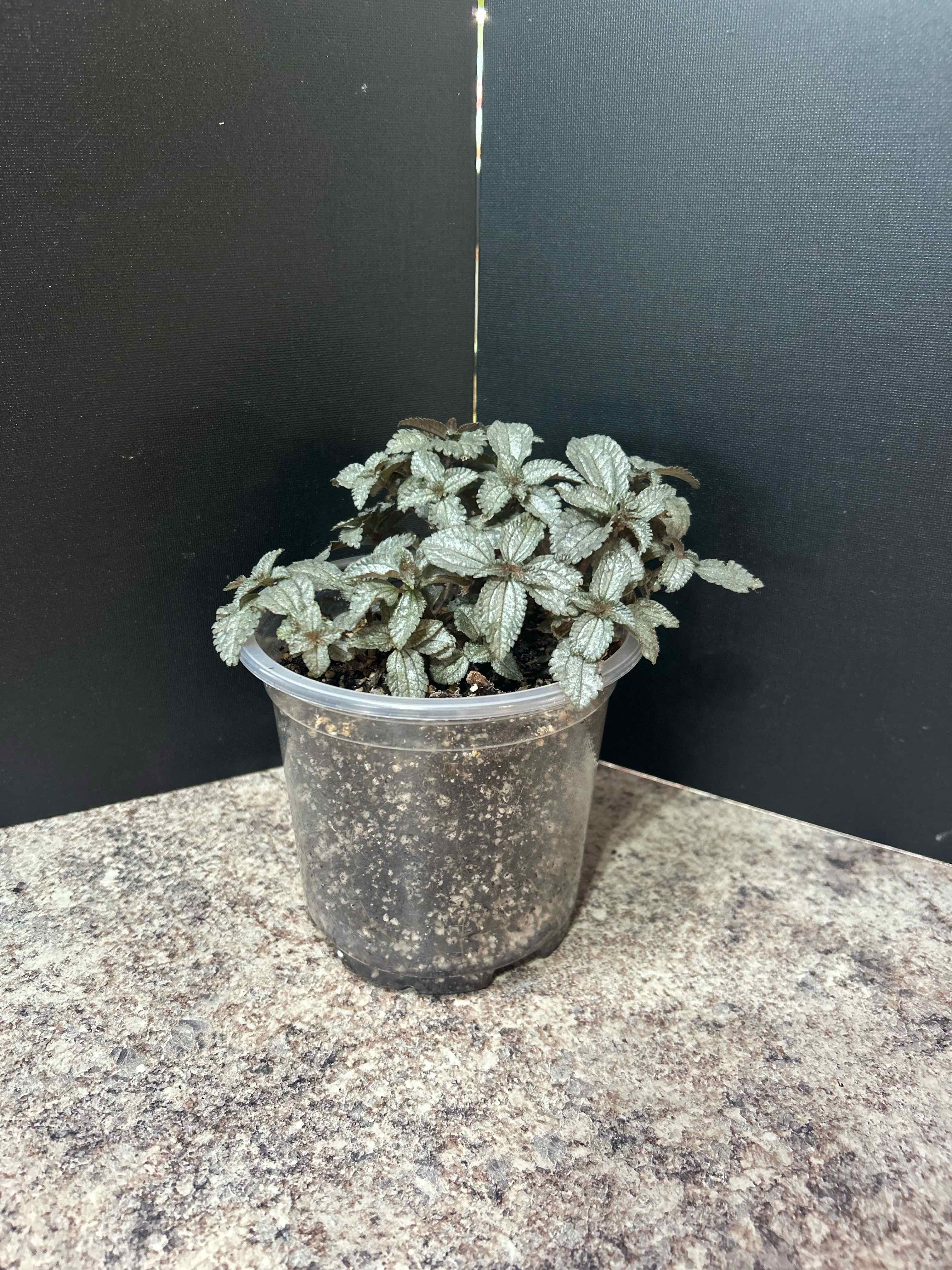 Photo of the plant species Moon Valley by @WhizNeem3 named Wall-E on Greg, the plant care app
