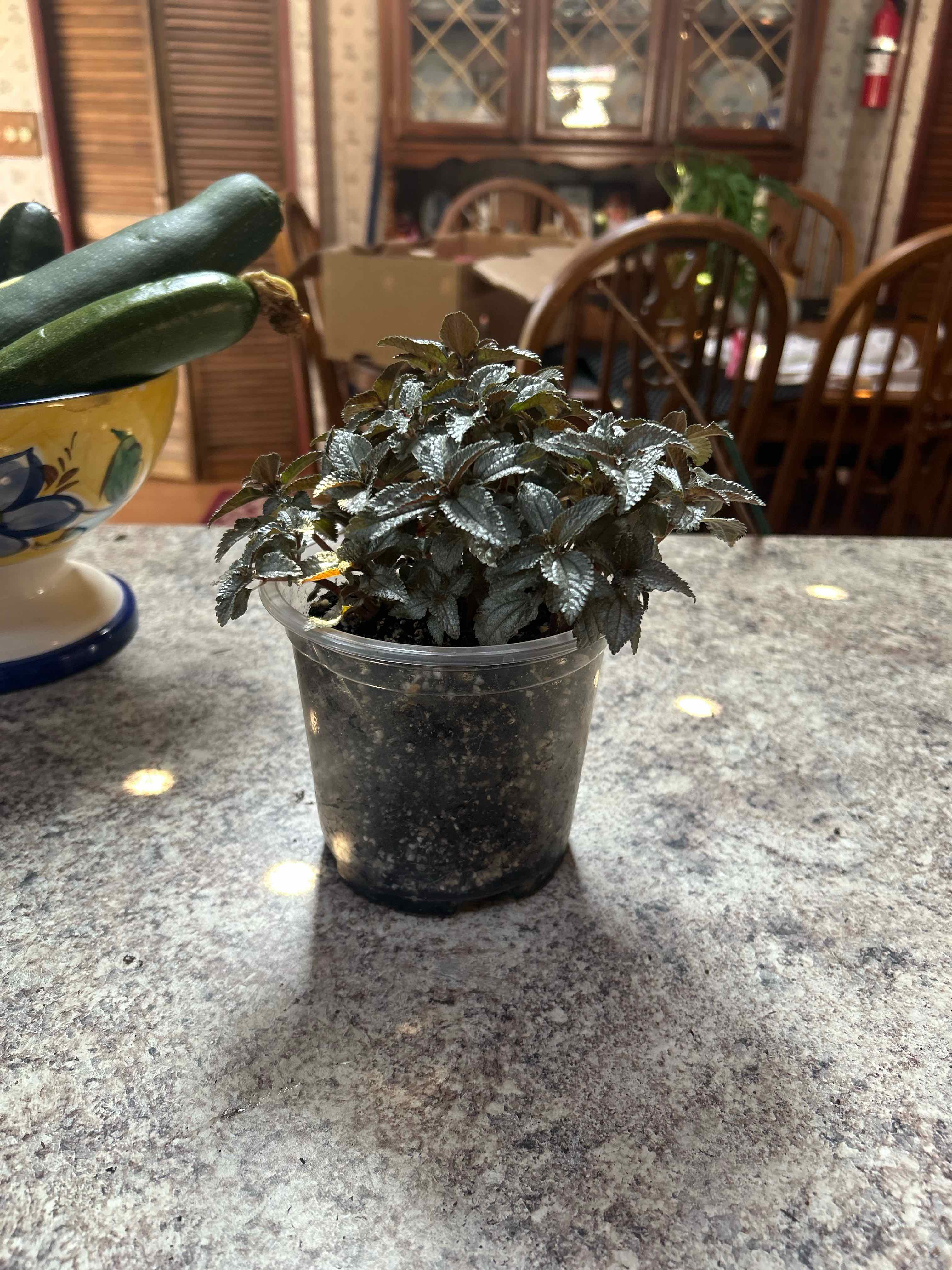 Photo of the plant species Moon Valley by @WhizNeem3 named Wall-E on Greg, the plant care app