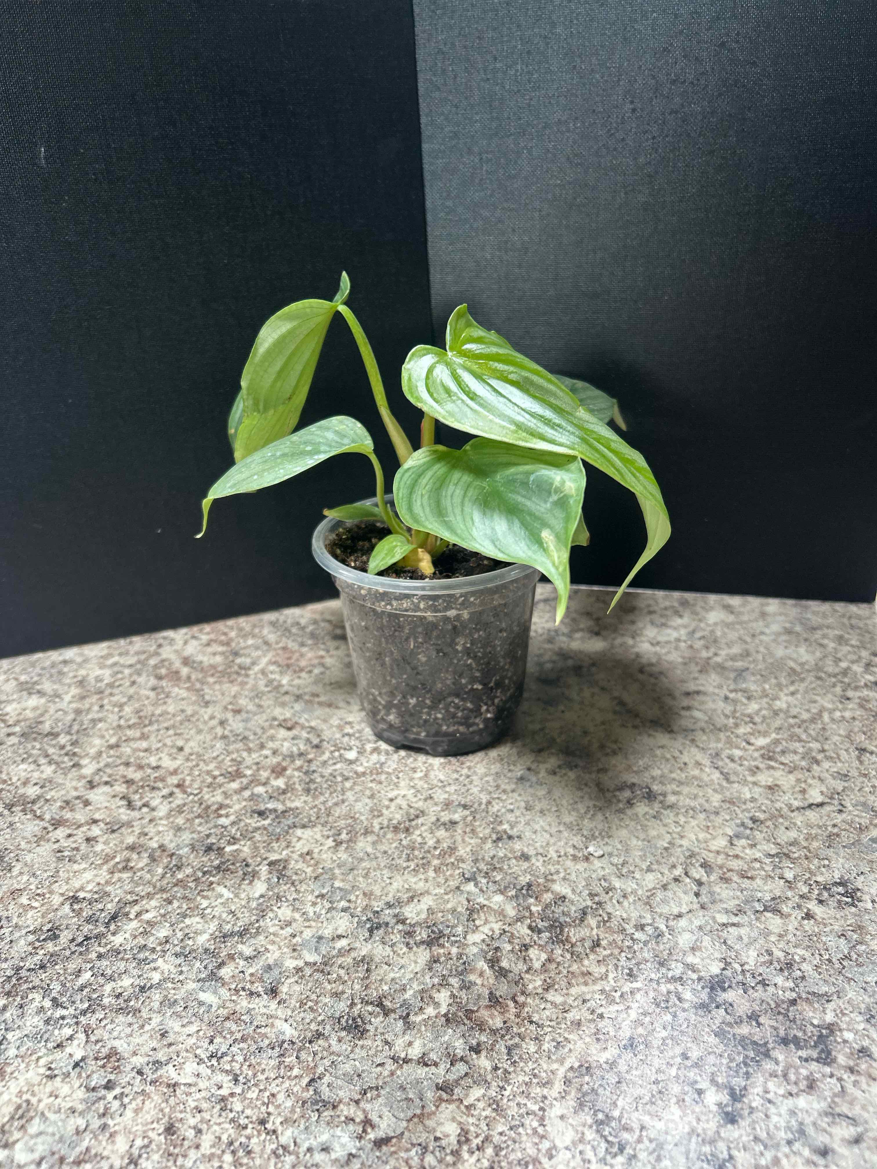 Photo of the plant species Philodendron pastazanum 'Silver' by @WhizNeem3 named Gates on Greg, the plant care app