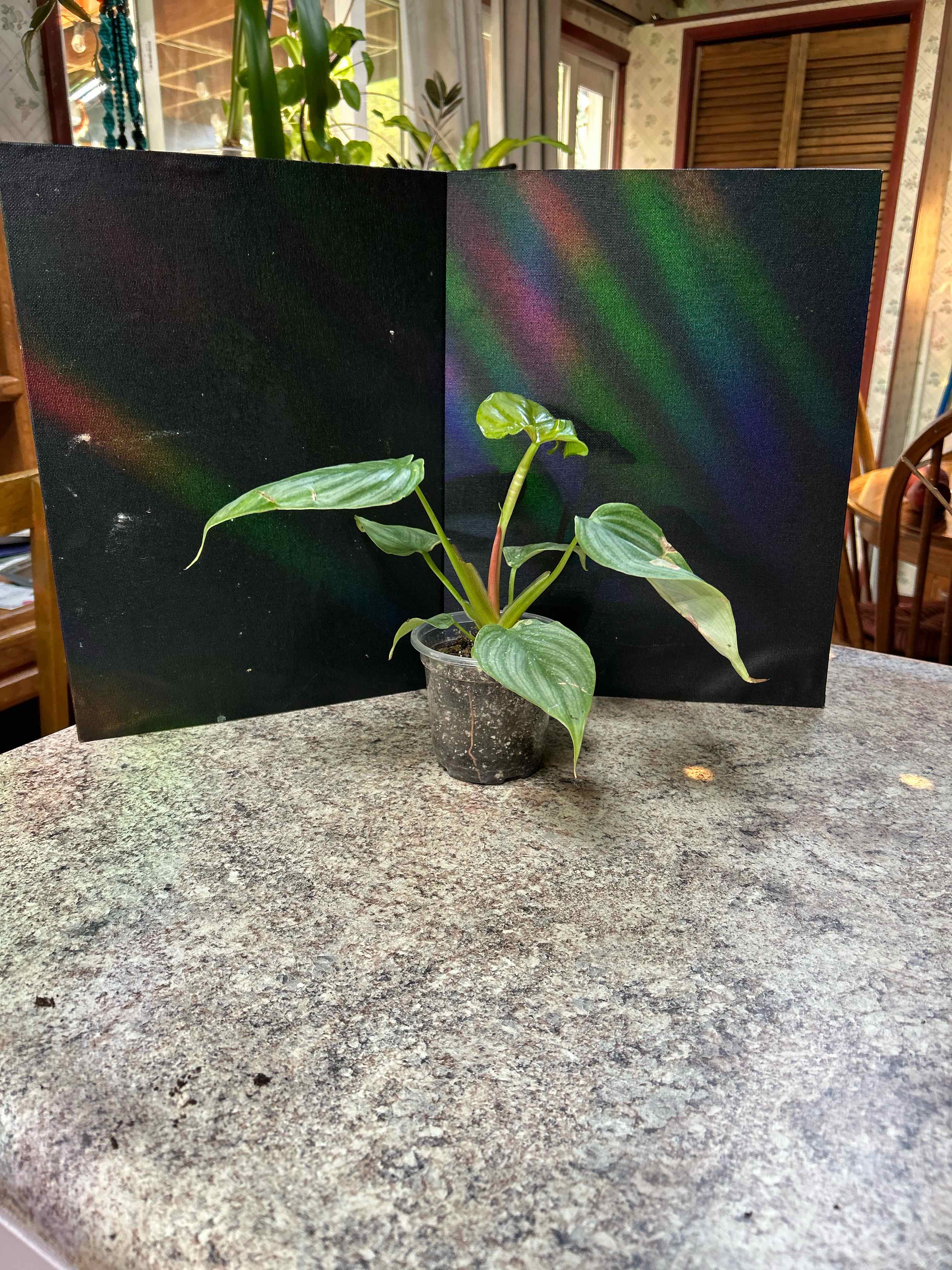 Photo of the plant species Philodendron pastazanum 'Silver' by @WhizNeem3 named Gates on Greg, the plant care app