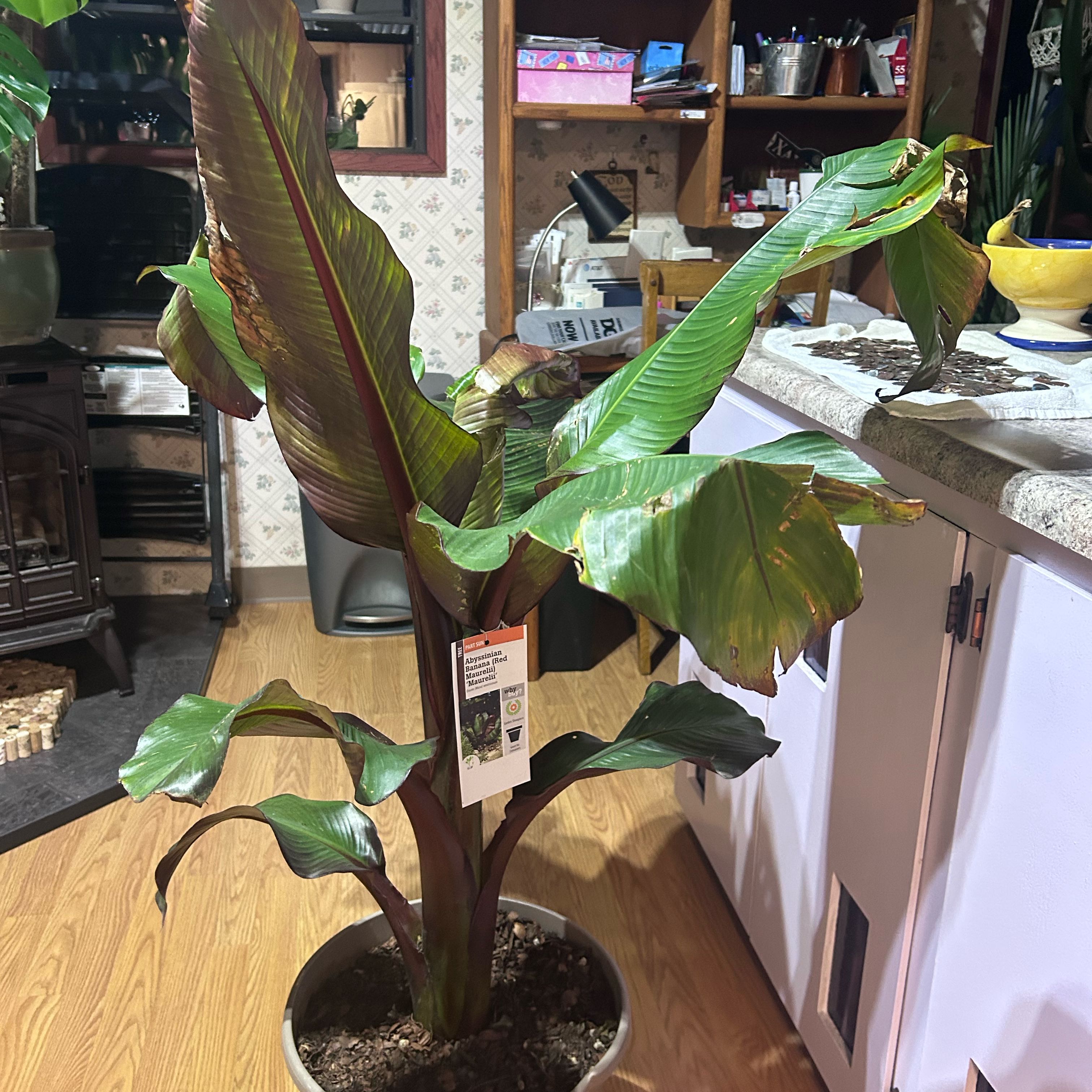 Photo of the plant species Abyssinian Banana by @WhizNeem3 named Morgan Treeman on Greg, the plant care app