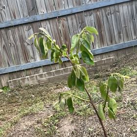 Photo of the plant species Fuyu Persimmon by @Tdub04 named Bieber on Greg, the plant care app