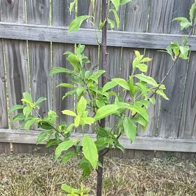 Photo of the plant species Santa Rosa Plum by @Tdub04 named Bella on Greg, the plant care app