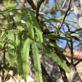 Photo of the plant species Silver Wattle by @EngagingMint53 named Leaf Erickson on Greg, the plant care app