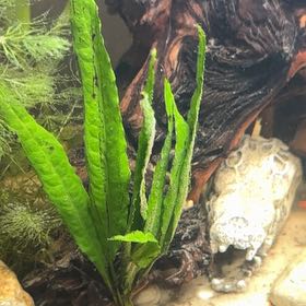 Photo of the plant species Long Strap Fern by @WelcomingMint named Tolkien on Greg, the plant care app