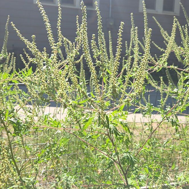 Photo of the plant species Annual Ragweed by @GoodBrittlebush named Gomez on Greg, the plant care app