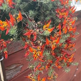 Plant care for Carolina Queen Lotus on Greg, the plant care app