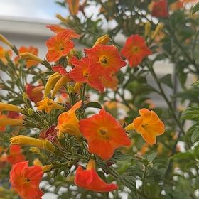 Photo of the plant species Marmalade Bush by @PremierSalsa named Darwin on Greg, the plant care app