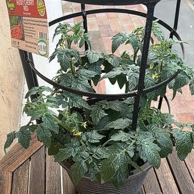 Photo of the plant species Husky Red Cherry Tomato by @PremierSalsa named Harper on Greg, the plant care app