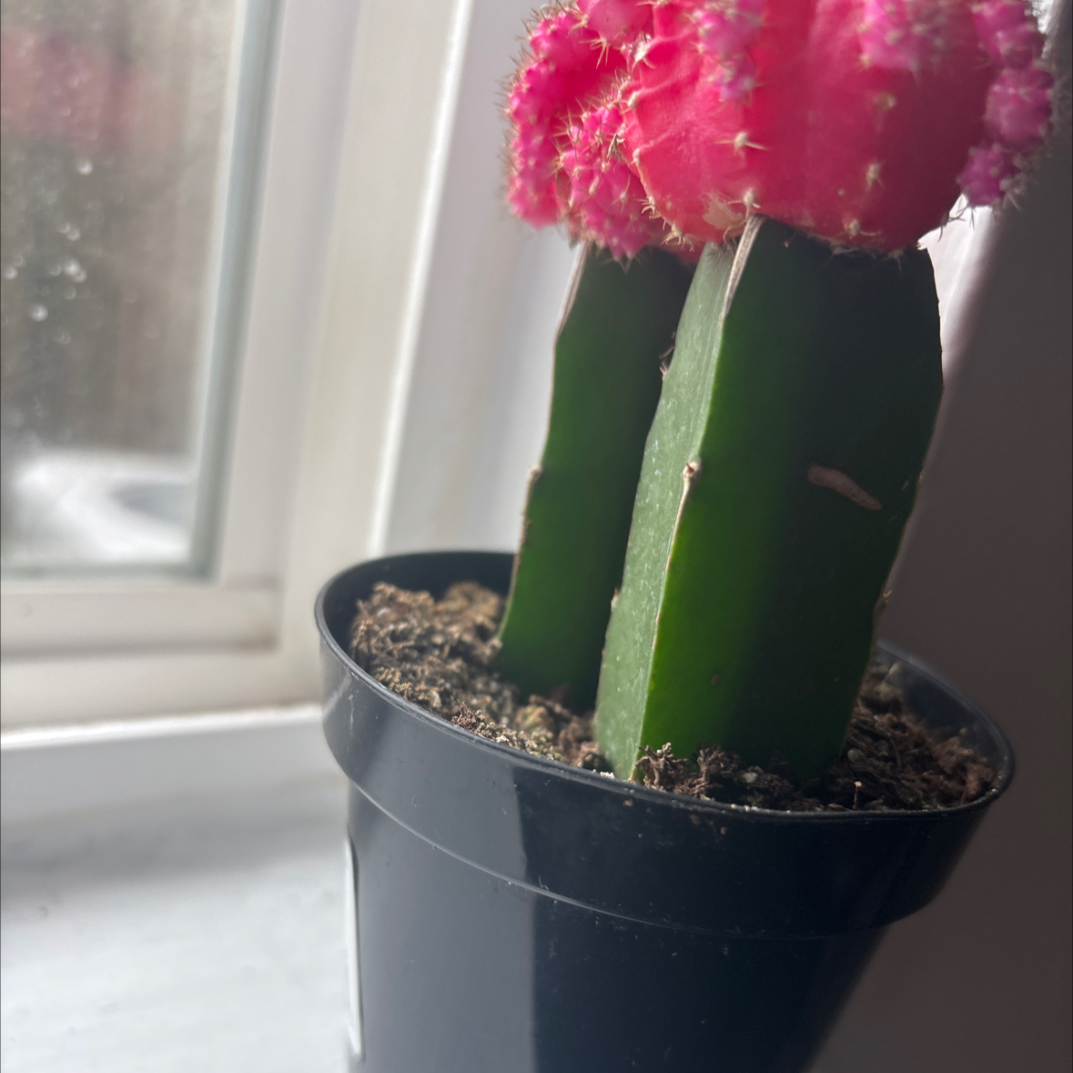 Photo of the plant species Grafted Cactus by @MajesticGaden named Pink-Minaj on Greg, the plant care app