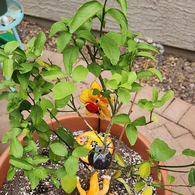Photo of the plant species Thornless Mexican Lime Tree by @EternalPeanut named Achilles on Greg, the plant care app