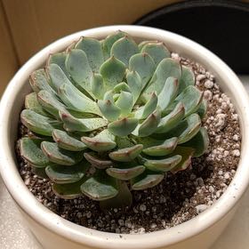Photo of the plant species Echeveria Minima by @KnightCannalily named Muhammad Ali on Greg, the plant care app