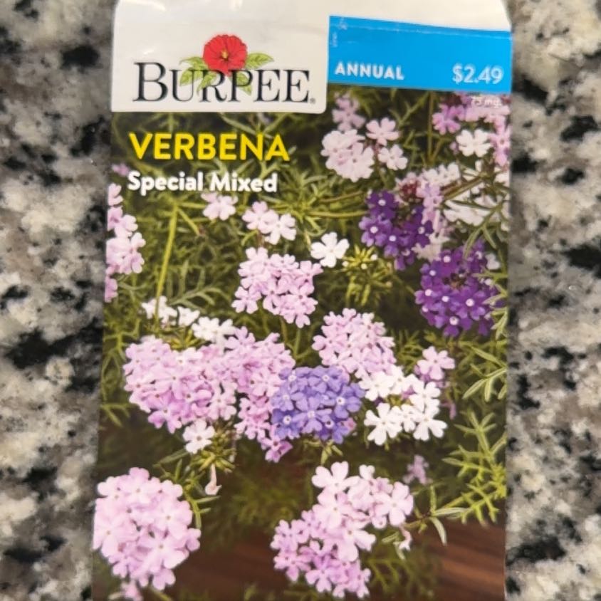 Photo of the plant species Common Verbena by @HandySedum31 named Apollo on Greg, the plant care app
