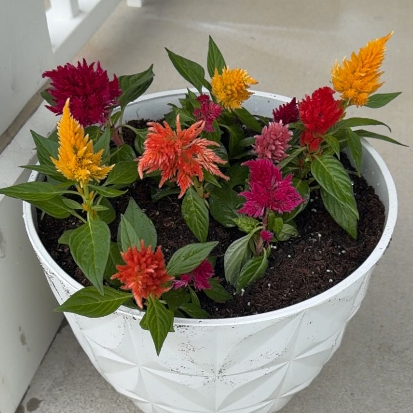 Photo of the plant species Celosia by @HandySedum31 named Maya on Greg, the plant care app