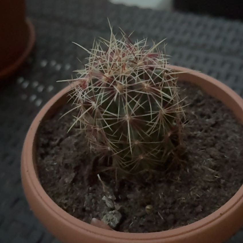 Photo of the plant species Correll's Hedgehog Cactus by @AvidSalal26 named Harmony on Greg, the plant care app