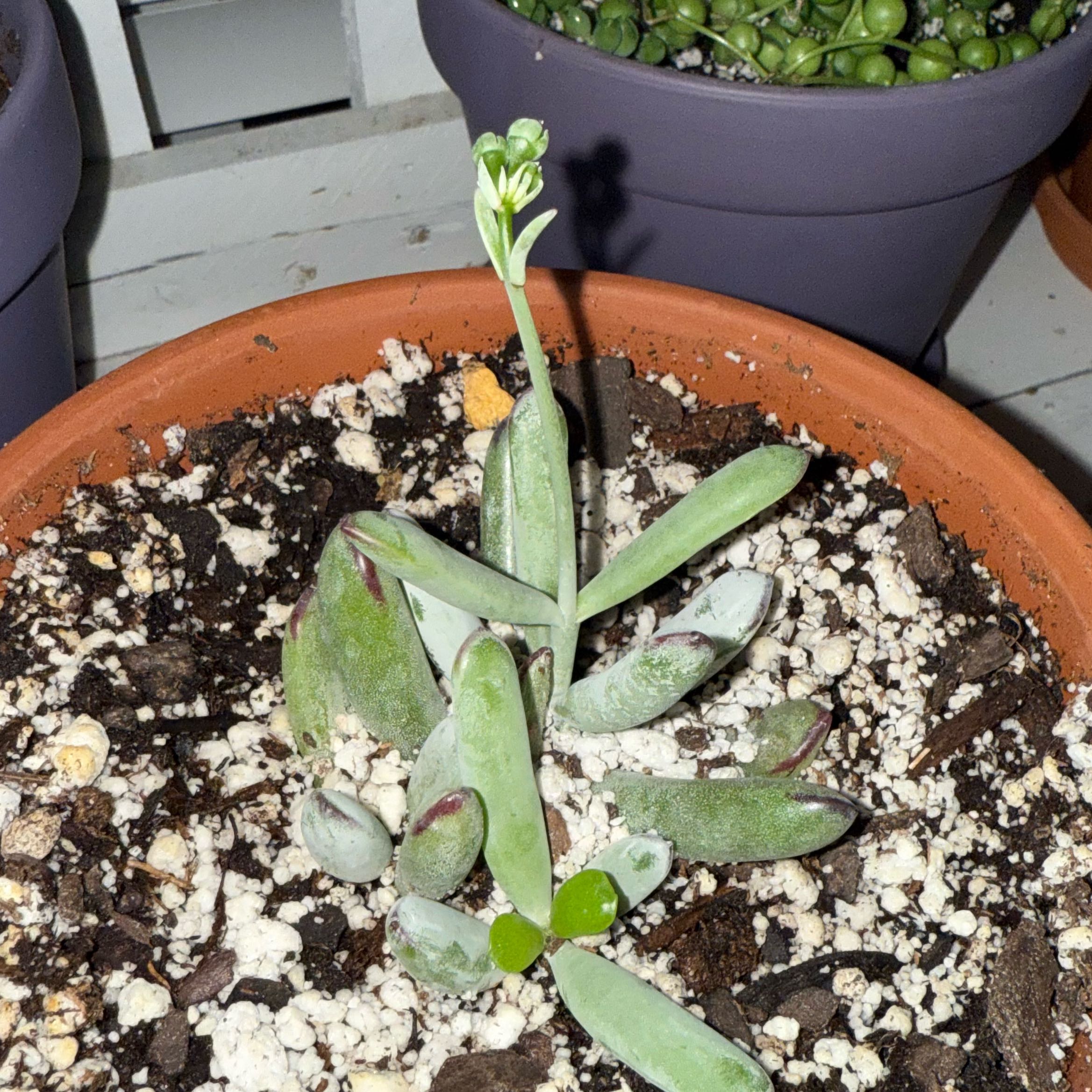 Photo of the plant species Cotyledon 'White Sprite' by @FairHindurope68 named Lola on Greg, the plant care app