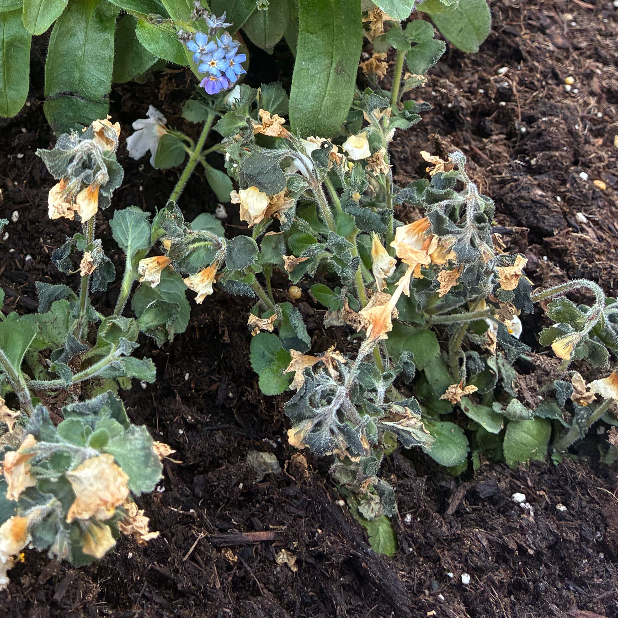 Photo of the plant species Bacopa 'Megacopa White' by @WiseSourwood9 named Austen on Greg, the plant care app