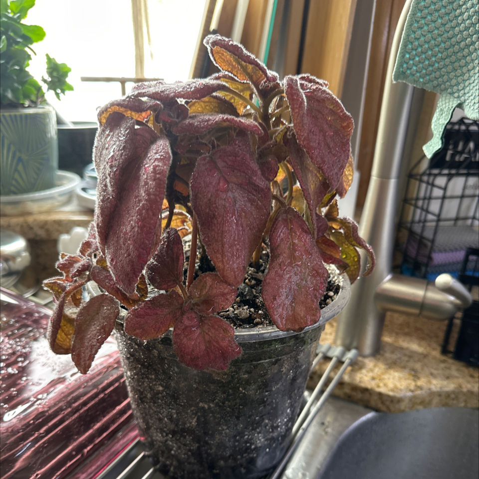Photo of the plant species Episcia 'Alice's Aussie' by @MomKat4 named Messi on Greg, the plant care app