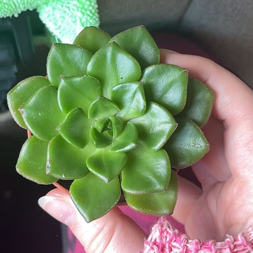 Photo of the plant species Mexican Snowball Echeveria by Chloe named Einstein on Greg, the plant care app