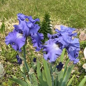 Photo of the plant species Dalmatian Iris by @LivelyDamascisa named Peter Parker on Greg, the plant care app