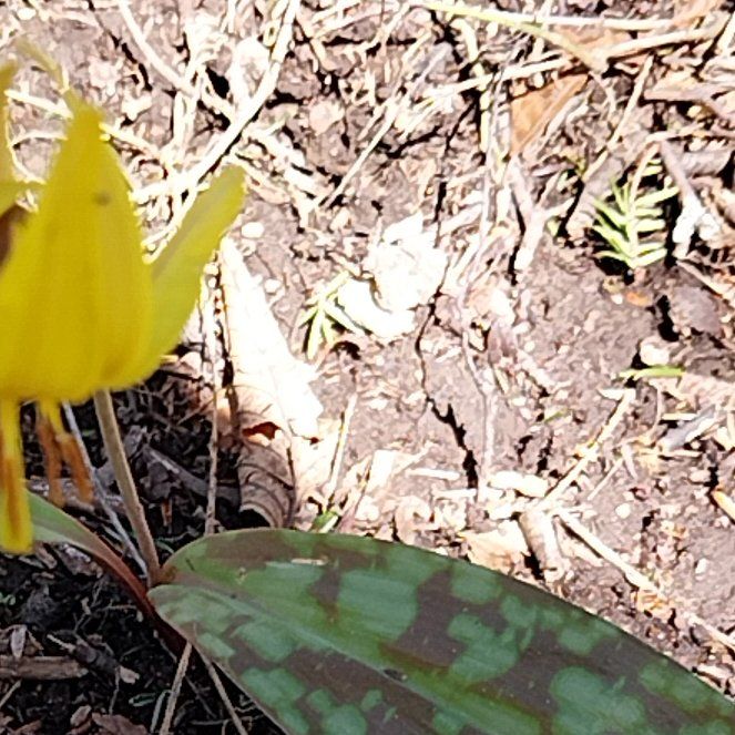 Photo of the plant species Amberbell by @TutorStingray52 named Sol on Greg, the plant care app