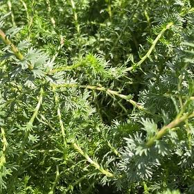 Photo of the plant species Honey Euryops by @CopiousBlackash named ChloroPhil on Greg, the plant care app