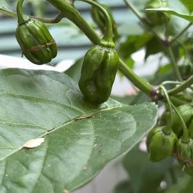 Photo of the plant species Tamarillo by @MajorMuhlygrass named Girlfrond on Greg, the plant care app