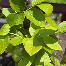 Photo of the plant species Black Highbush Blueberry by @MajorMuhlygrass named Madonna on Greg, the plant care app