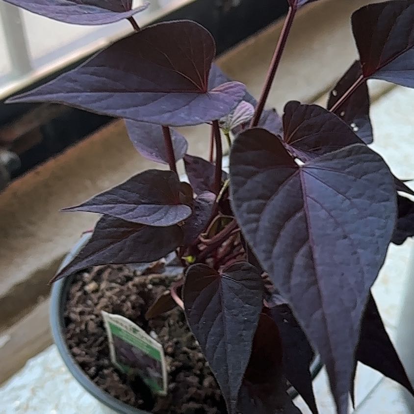 Photo of the plant species Sweet Potato Vine by @EnjoyableTipa37 named Harper on Greg, the plant care app