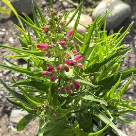 Photo of the plant species Penstemon by @HardyTomato32 named Khaleesi on Greg, the plant care app
