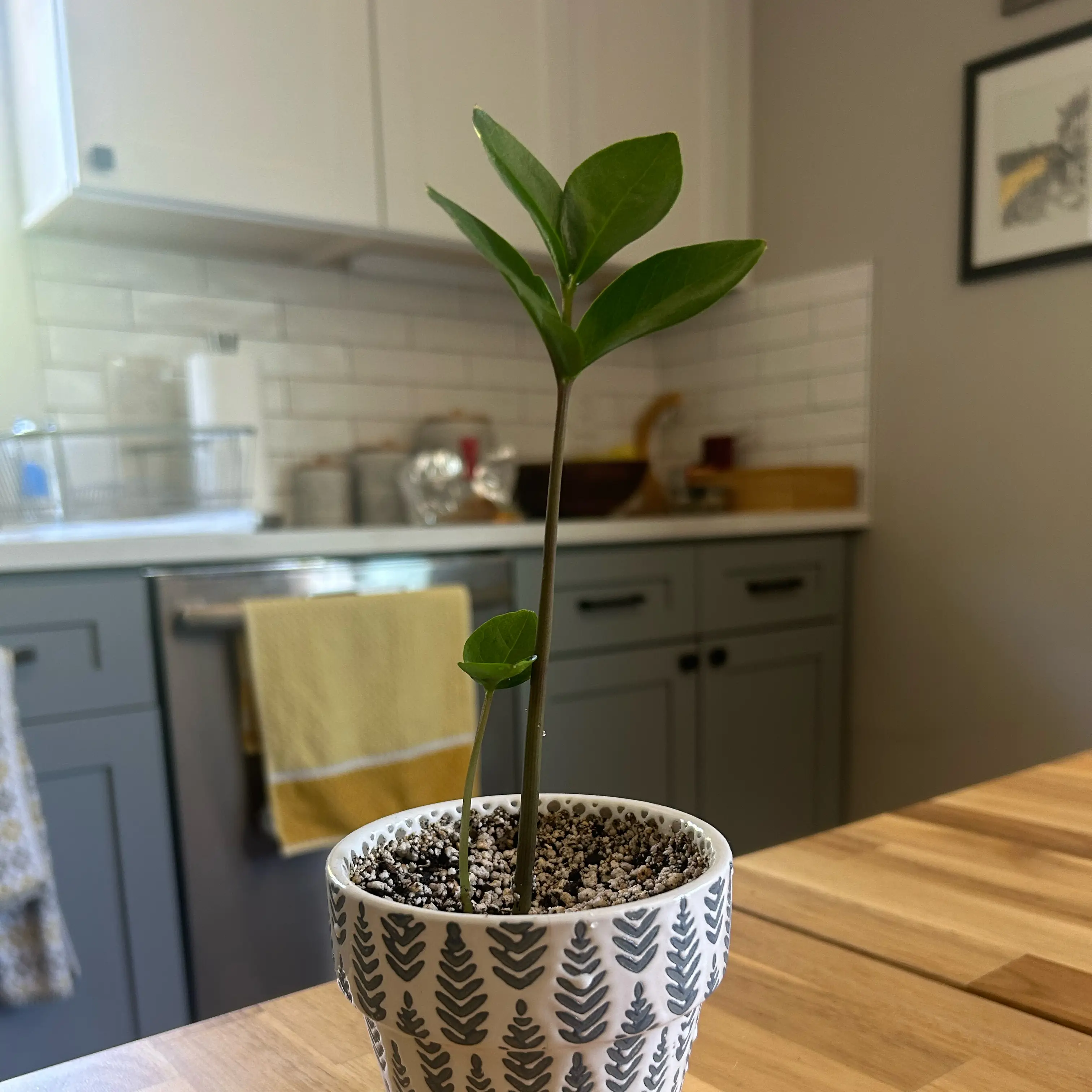 Photo of the plant species Zz plant by @neplants named baby zz on Greg, the plant care app