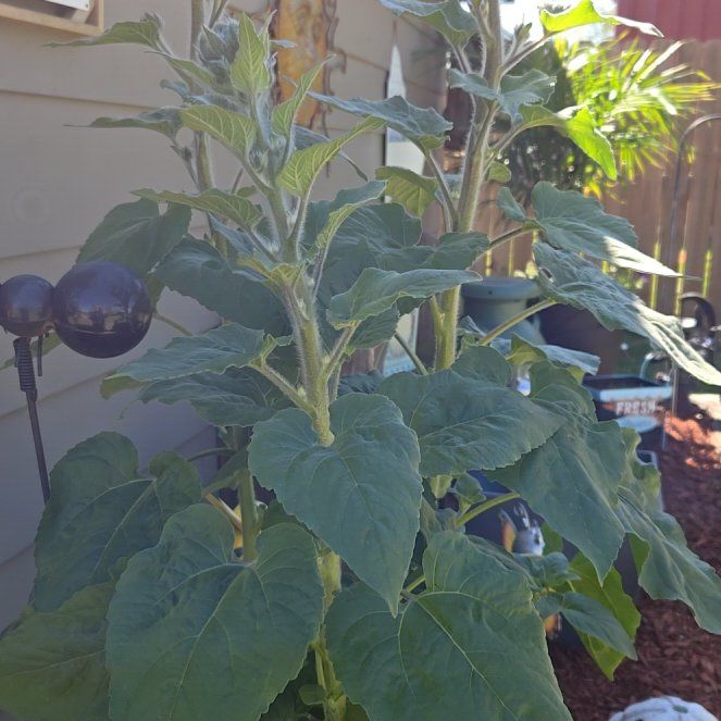 Photo of the plant species Sunflower 'Sunfinity' by @KindSwampdock46 named Beckham on Greg, the plant care app