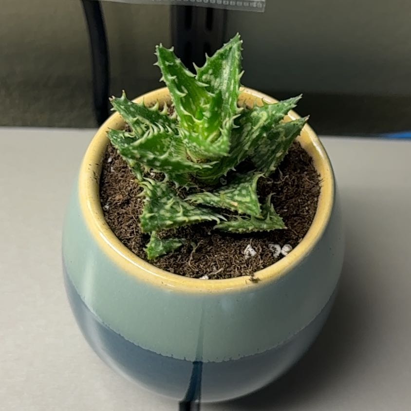 Photo of the plant species Aloe squarrosa by @AceChayote17 named Osmo on Greg, the plant care app