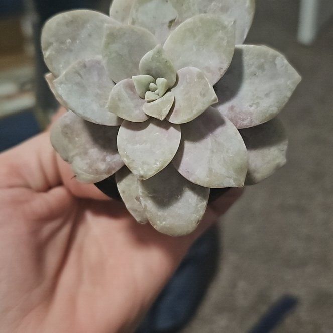 Photo of the plant species Graptopetalum pentandrum 'Superbum' by @SvelteAlmond named Peter Parker on Greg, the plant care app