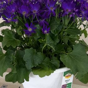 Photo of the plant species Pericallis 'Senetti Blue' by @ValidHoya92 named Orlando Bloom on Greg, the plant care app