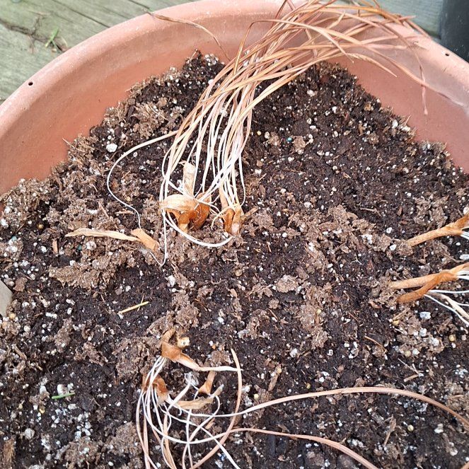 Photo of the plant species Spring Crocus by @HeritrixPalmier named Aria on Greg, the plant care app