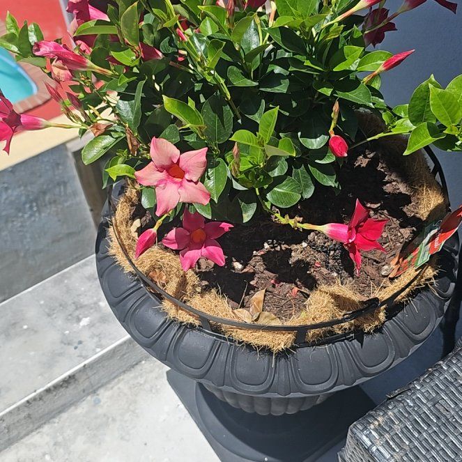 Photo of the plant species Zinnia 'Benary's Giant Crimson' by @IdealRadish1 named Pax on Greg, the plant care app