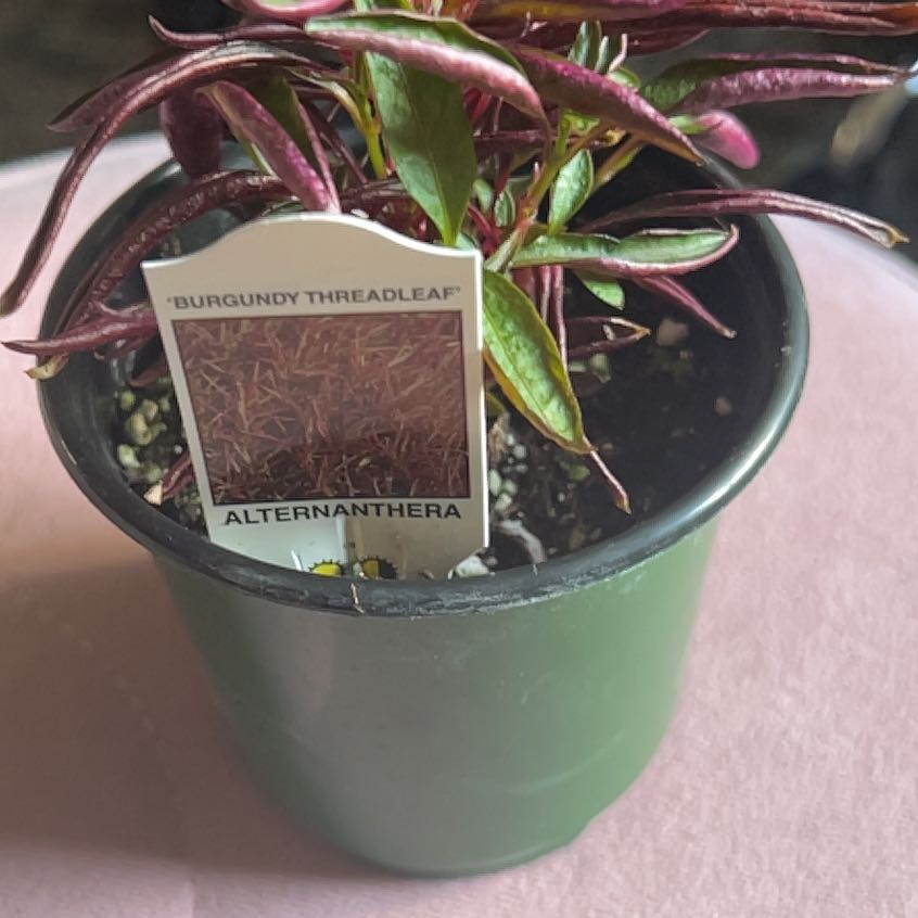 Photo of the plant species Red Alternanthera by @Cerberuschaos05 named Willow on Greg, the plant care app