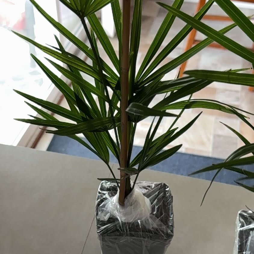Photo of the plant species Windmill Palm 'Naggy' by @NiftySeadahlia named Khaleesi on Greg, the plant care app