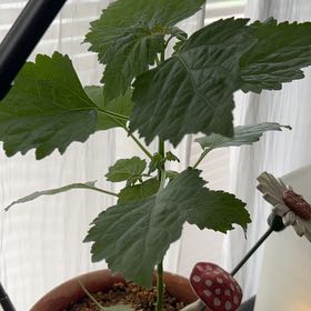 Photo of the plant species Patchouli by @GemBrushbox68 named Dax on Greg, the plant care app