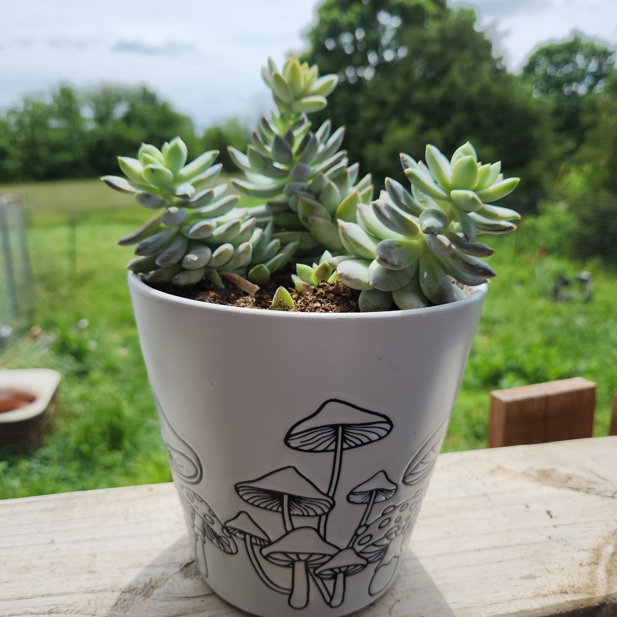 Photo of the plant species Echeveria 'Misty Lilac' by @RelevantDodder named Louise on Greg, the plant care app