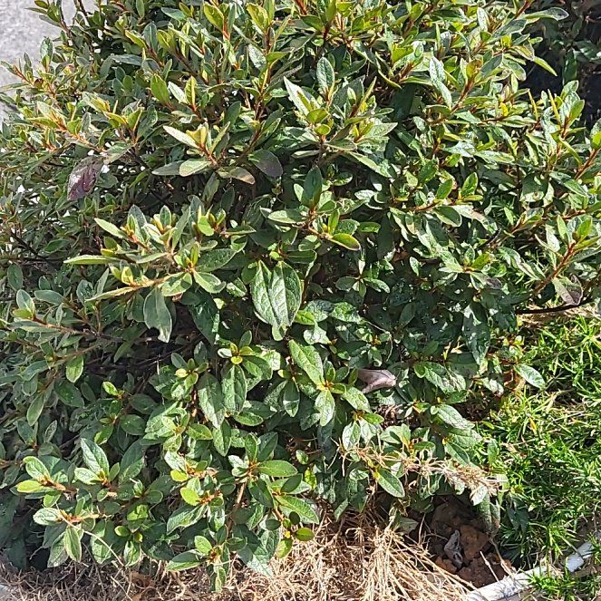 Photo of the plant species Encore Azalea by @KeyNikkofir76 named Sir Plancelot on Greg, the plant care app