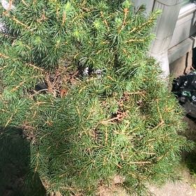 Photo of the plant species Scots Pine by @KineticKaramu75 named Marilyn on Greg, the plant care app