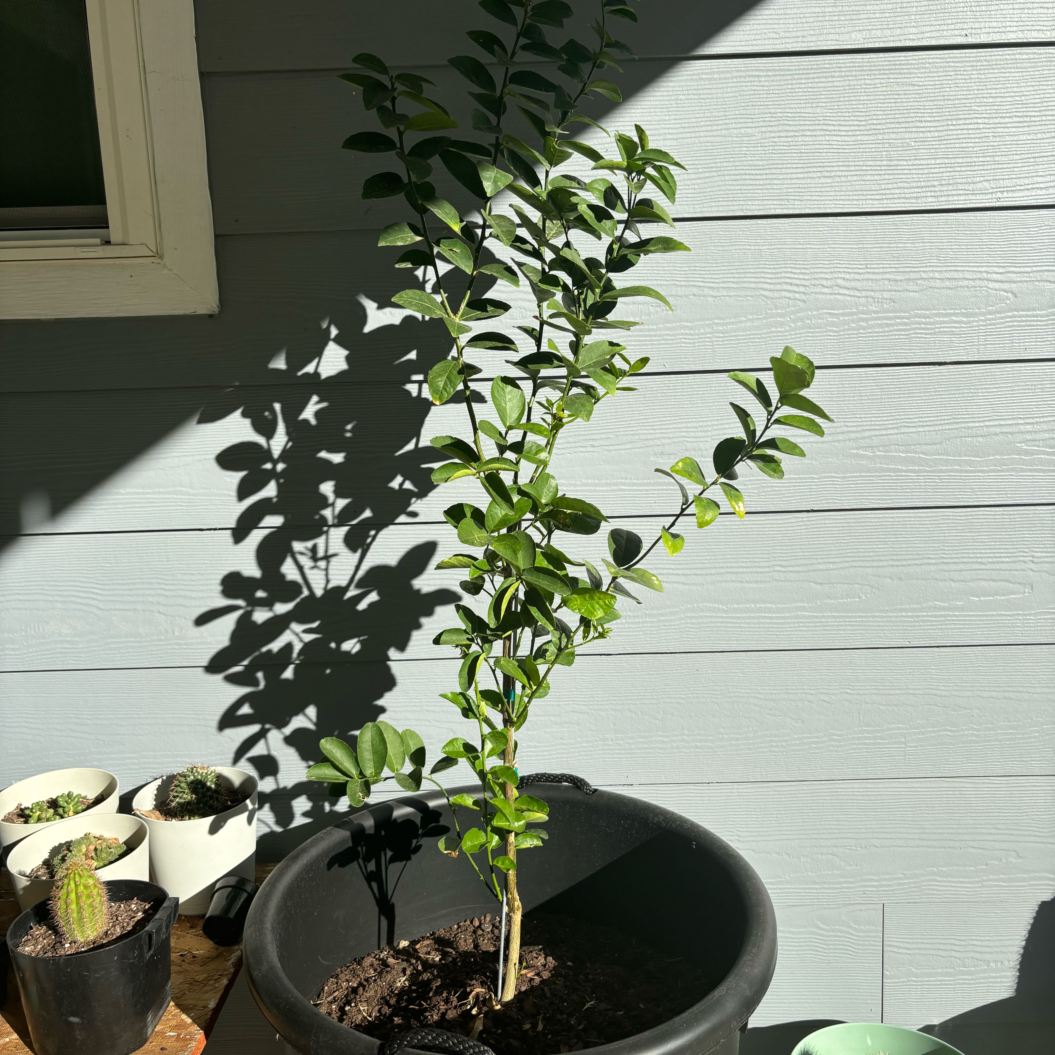 Photo of the plant species Thornless Key Lime by @LadySuriana92 named Leonardo on Greg, the plant care app
