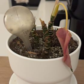 Photo of the plant species Chinese Evergreen 'Pink' by @ZealfulCidergum named Taylor Swift on Greg, the plant care app