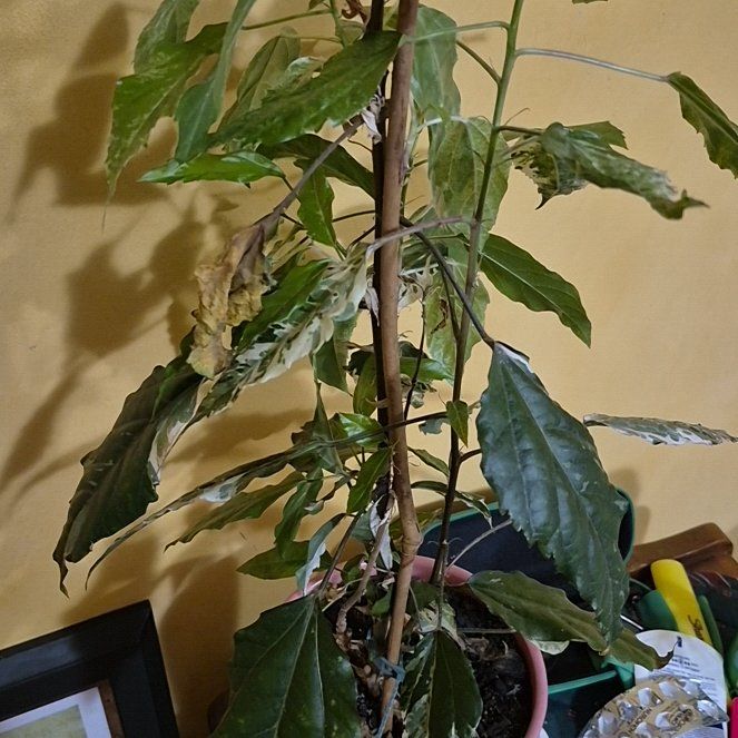 Photo of the plant species Tri-colour Variegated Hibiscus by @SmoothSmallleaf named Biscie on Greg, the plant care app