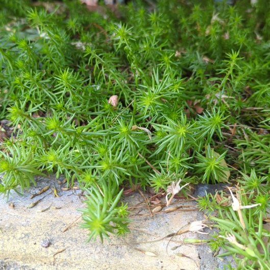 Photo of the plant species Polytrichum formosum by @IdealRuby55 named Tolkien on Greg, the plant care app