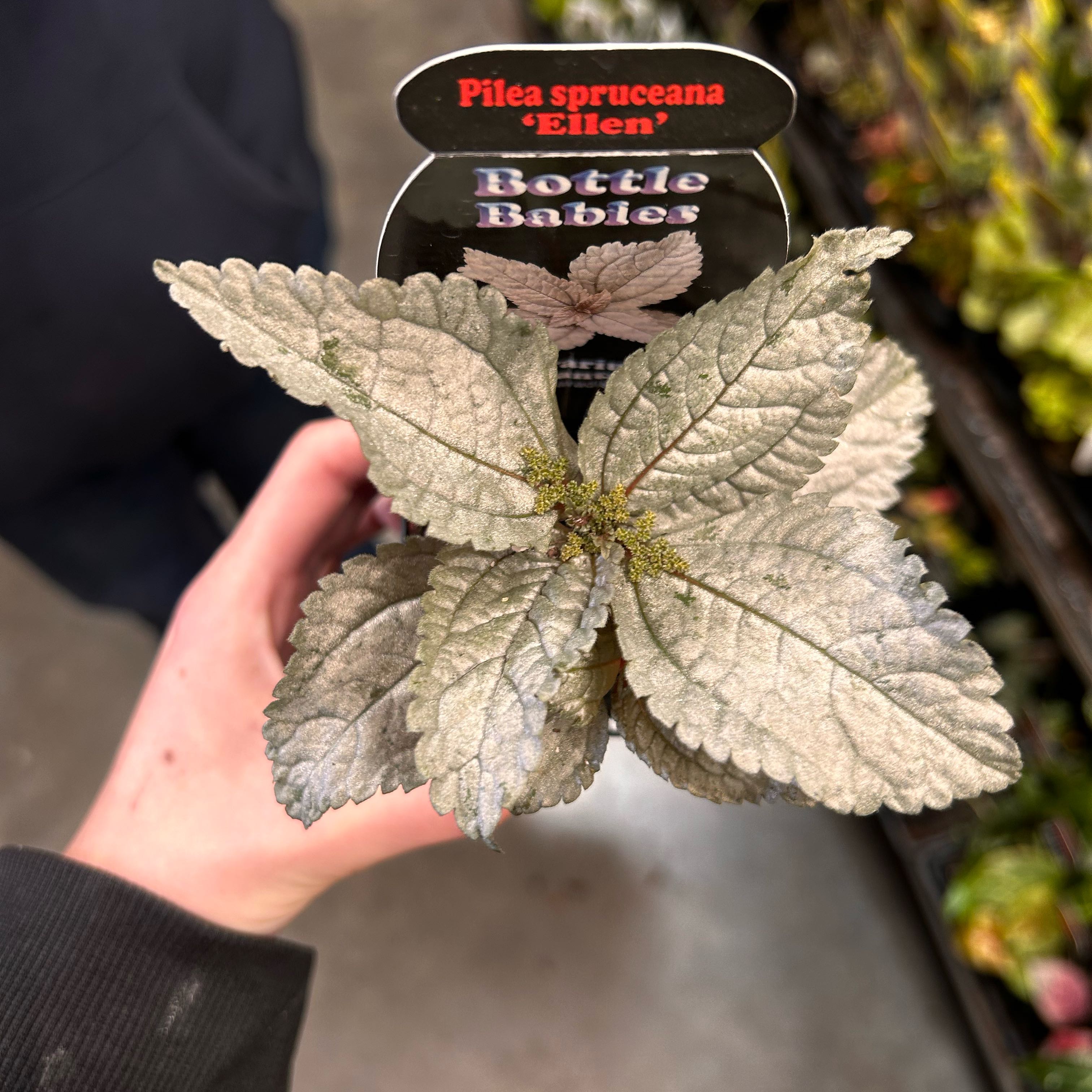 Photo of the plant species Silver Tree by @AceOakfern86 named Tree Diddy on Greg, the plant care app