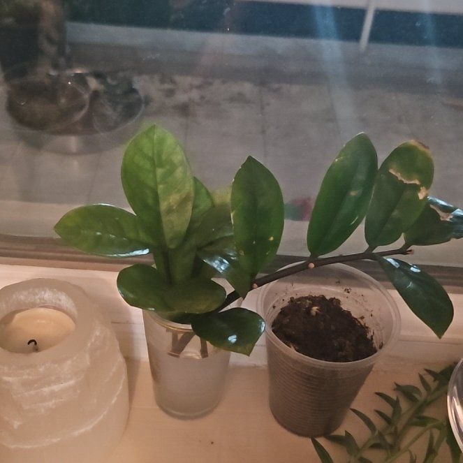 Photo of the plant species Zamia by @PropitiousMum named Bodhi on Greg, the plant care app